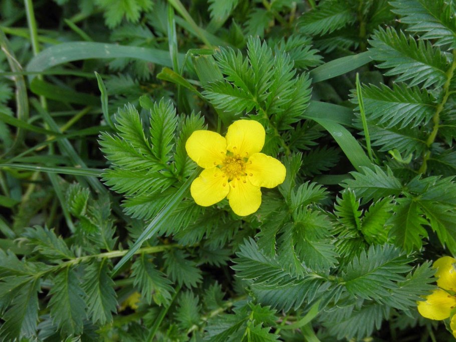Potentilla bifurca