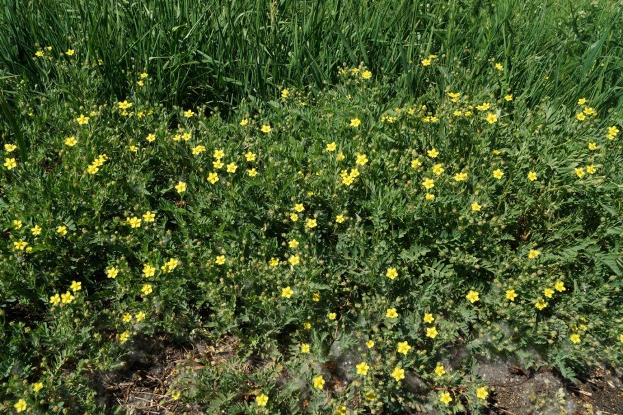 Potentilla bifurca