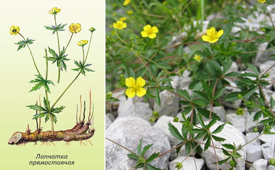 Лапчатка прямостоячая potentilla erecta