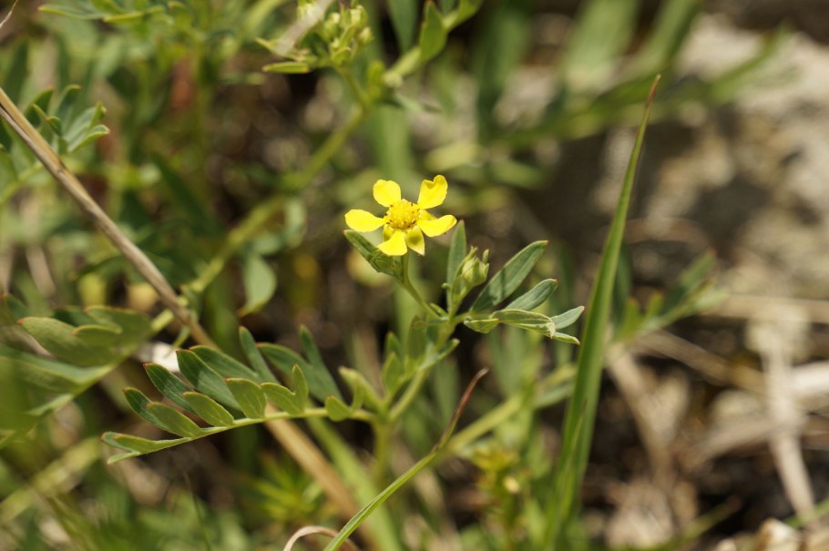 Лапчатка гусиная