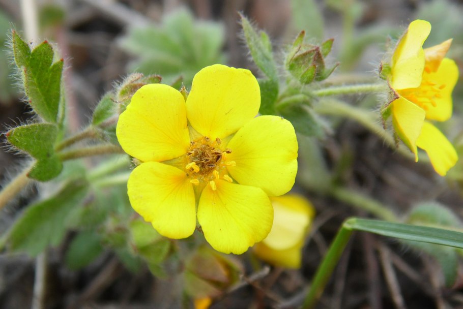 Potentilla bifurca