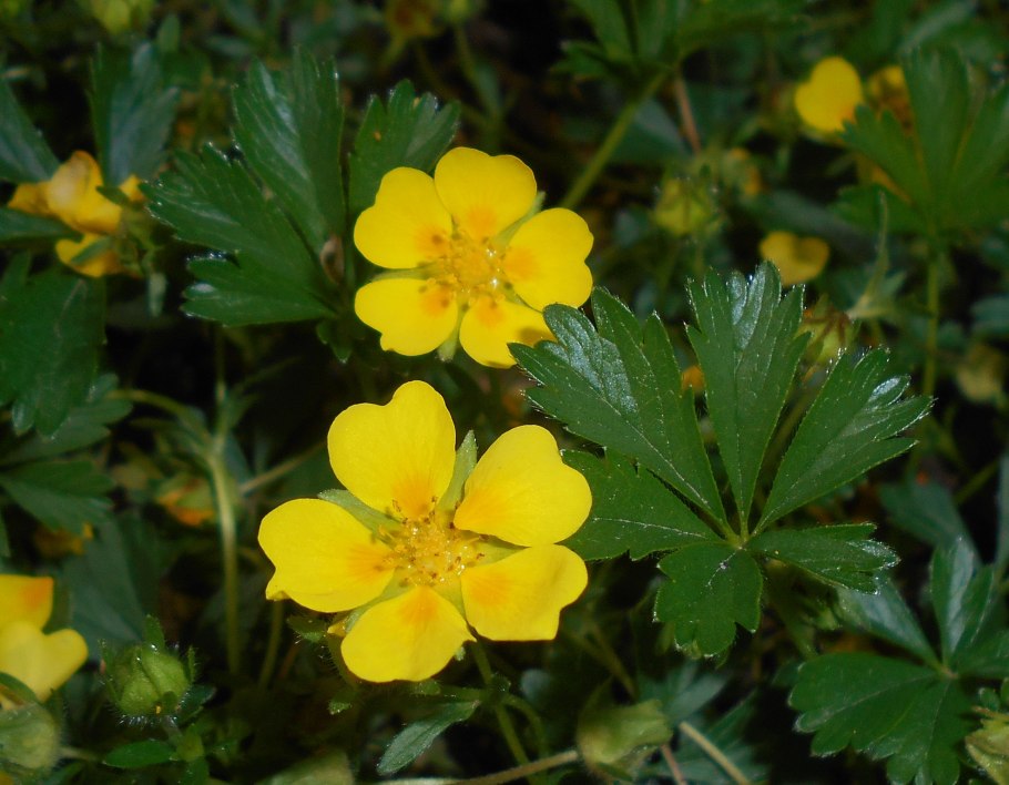 Potentilla reptans