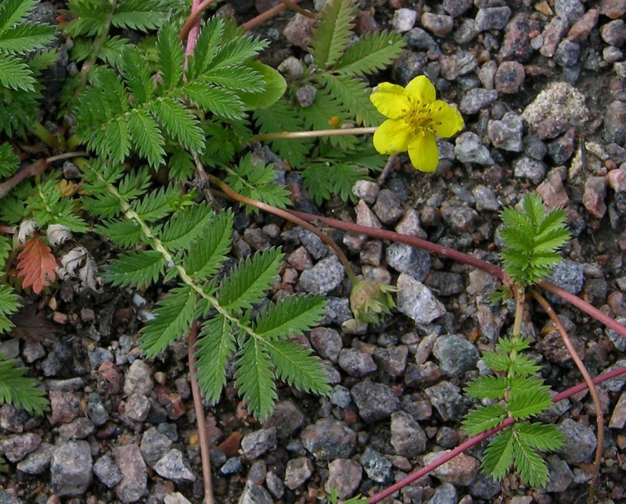 Лапчатка гусиная potentilla anserina