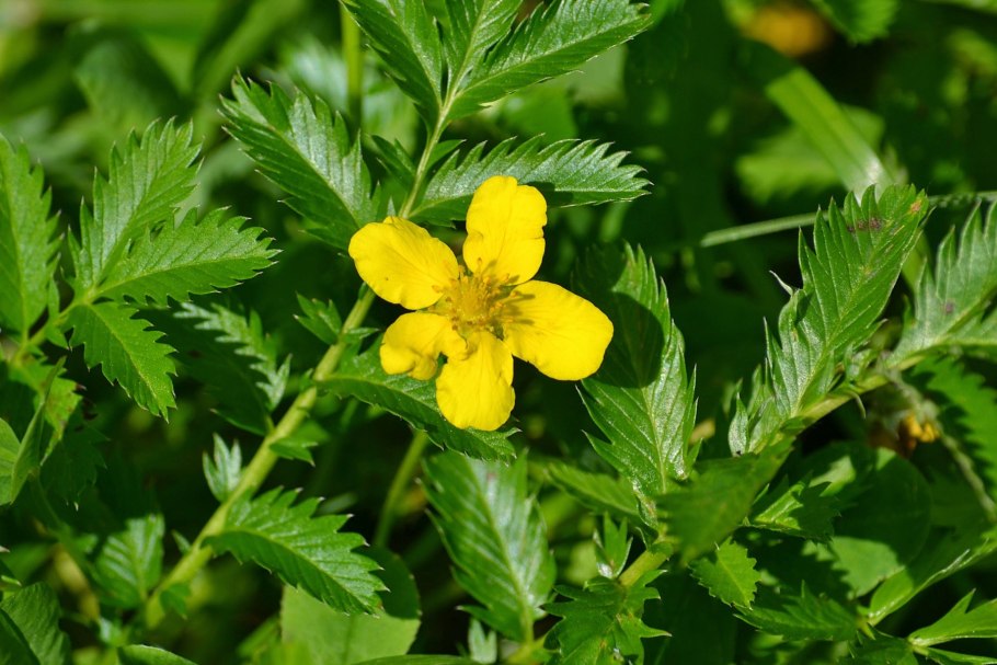 Potentilla anserina