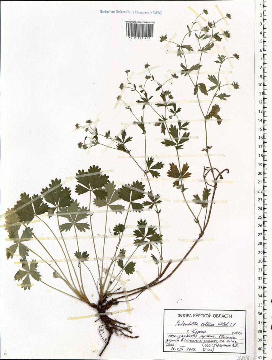 Лапчатка на Нерли