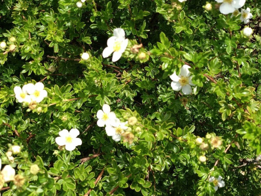 Лапчатка potentilla fruticosa