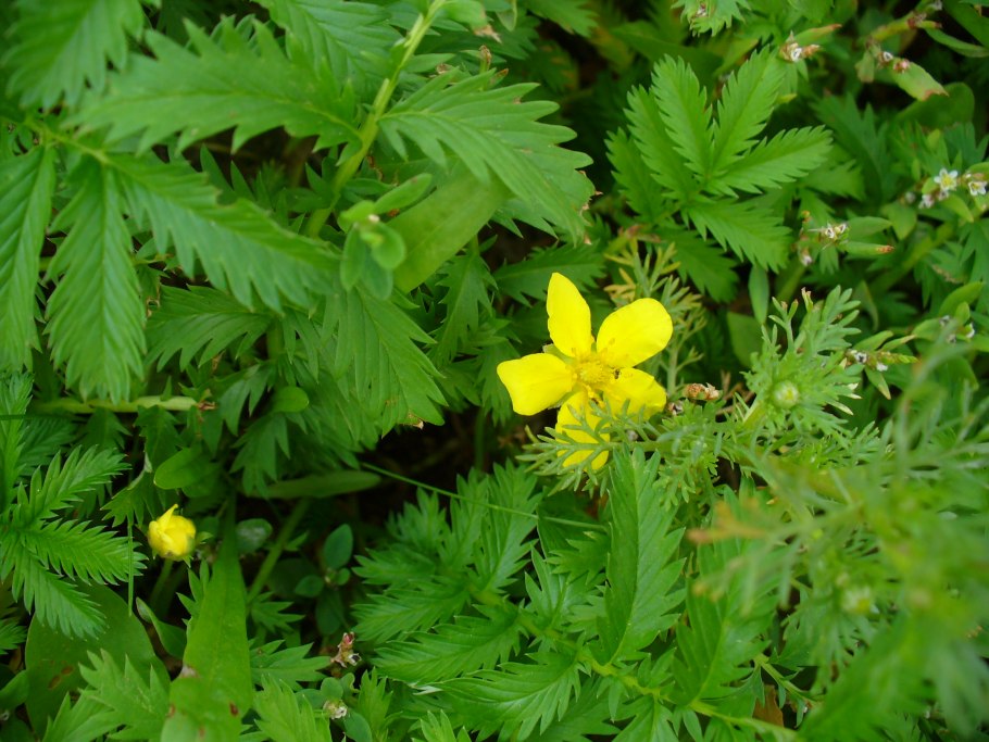 Гусиная лапчатка