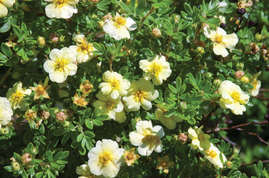 Лапчатка кустарниковая лаймлайт