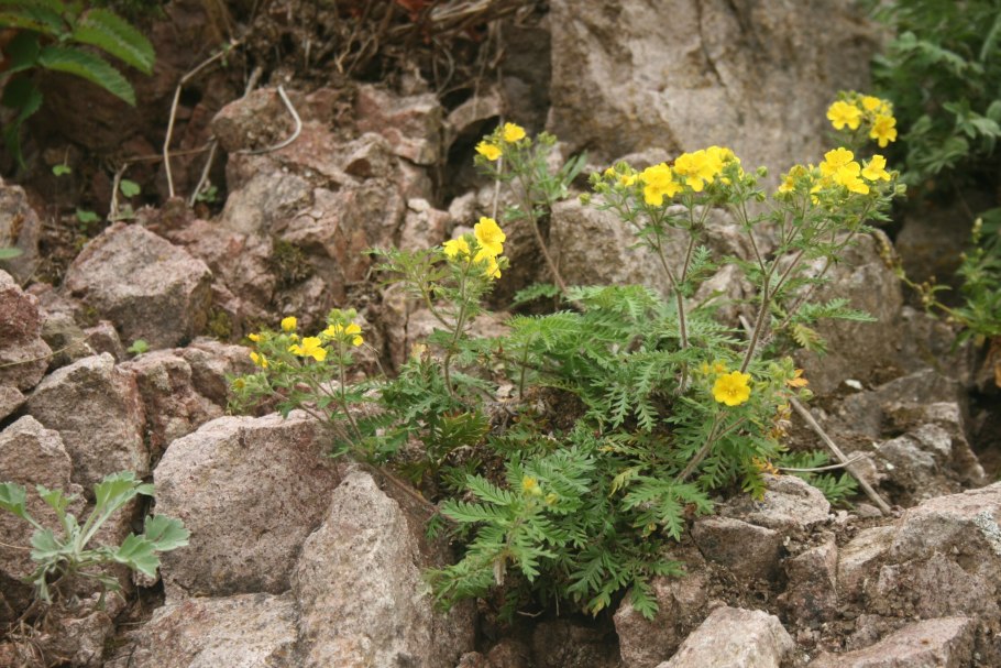 Лапчатка скальная