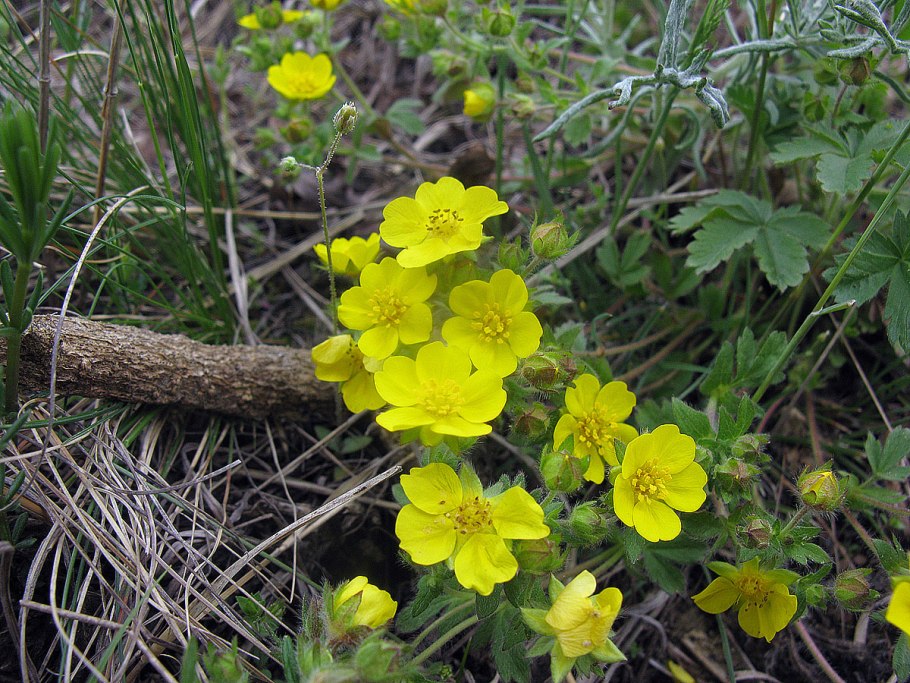 Лапчатка анахоретская