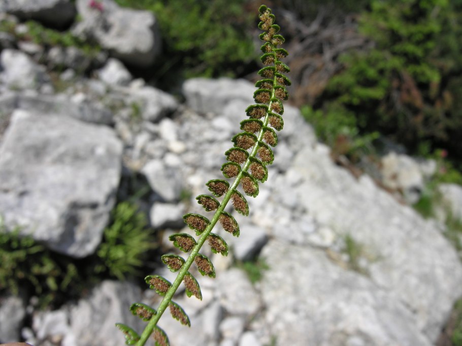 Asplenium Adiantum-nigrum