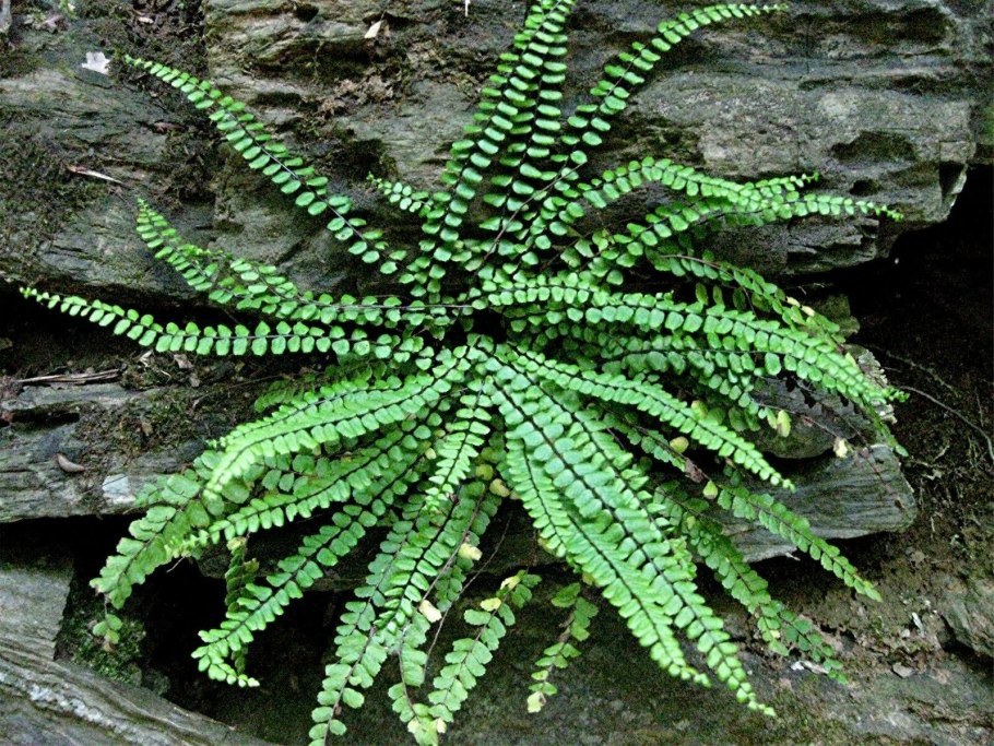 Папоротник Костенец (Asplenium)