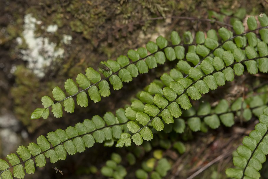 Костенец волосовидный (asplenium trichomanes).