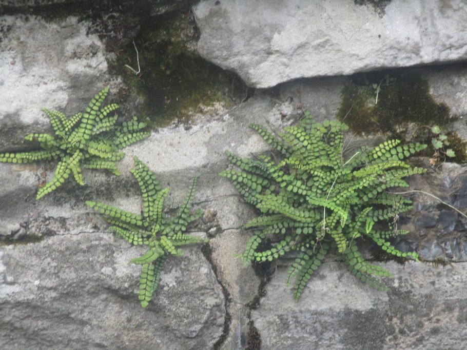 Папоротник костенец волосовидный