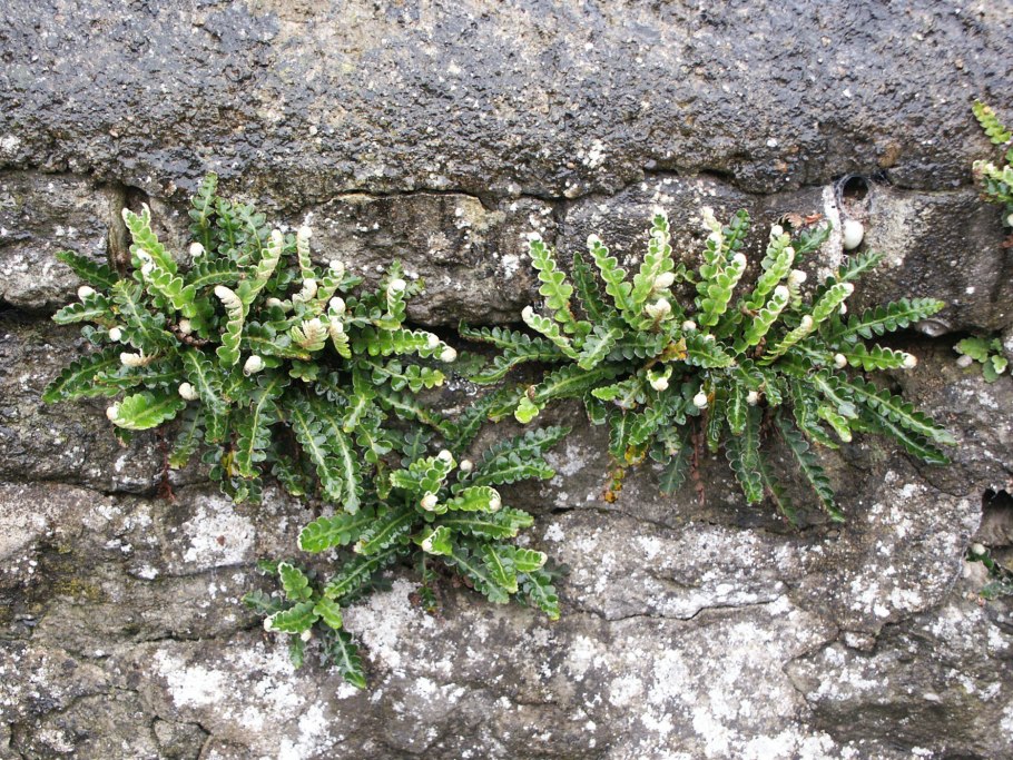Асплениум волосовидный (Asplenium trichomanes)