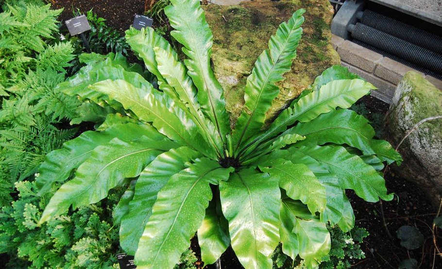 Асплениум костенец гнездовой