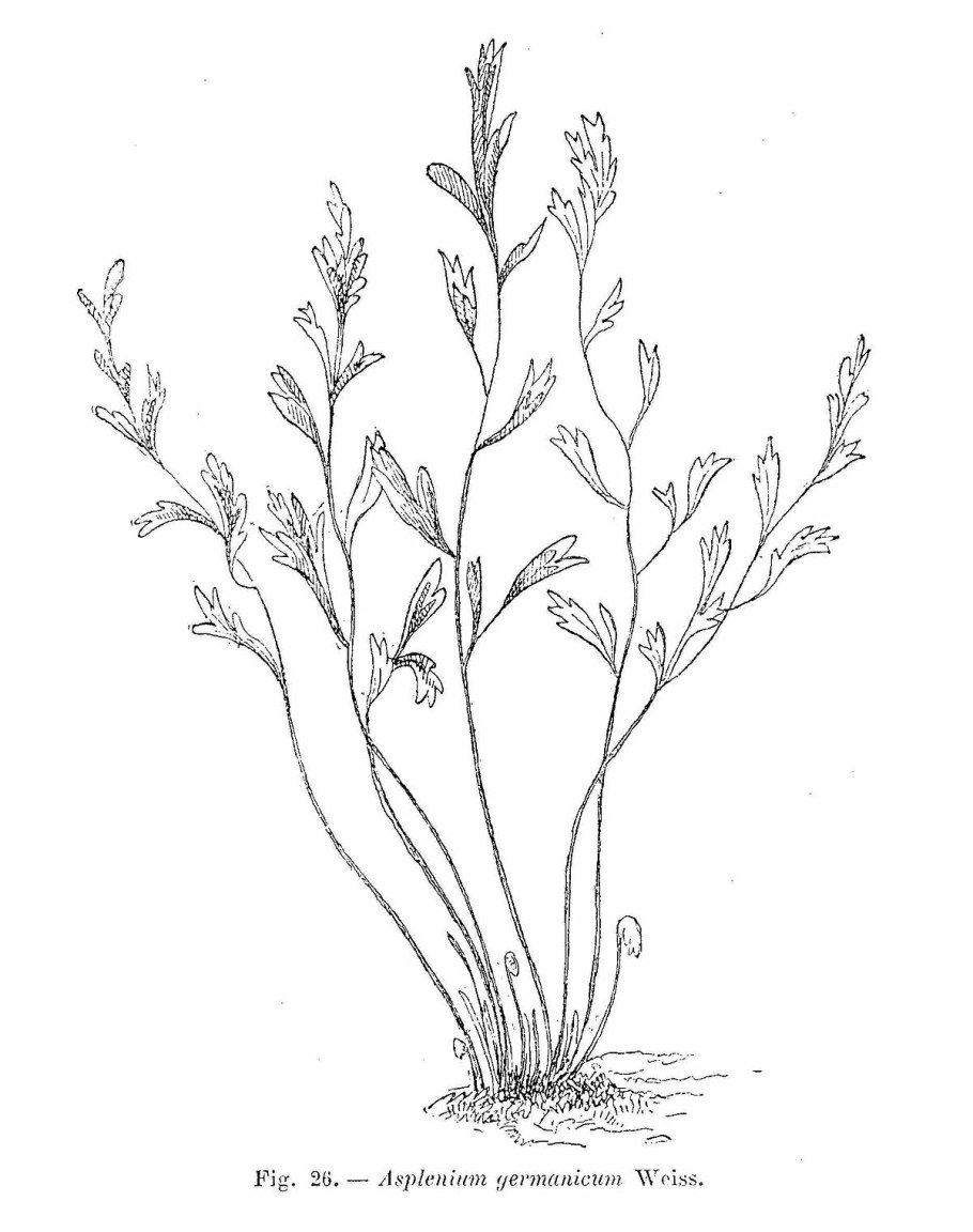 Костенец Чехия