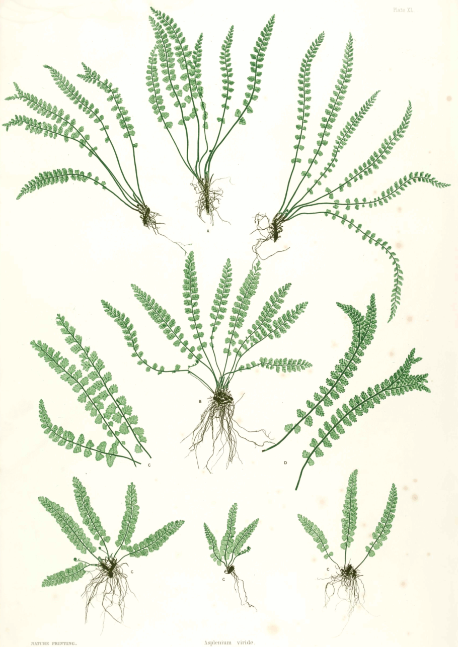 Asplenium trichomanes