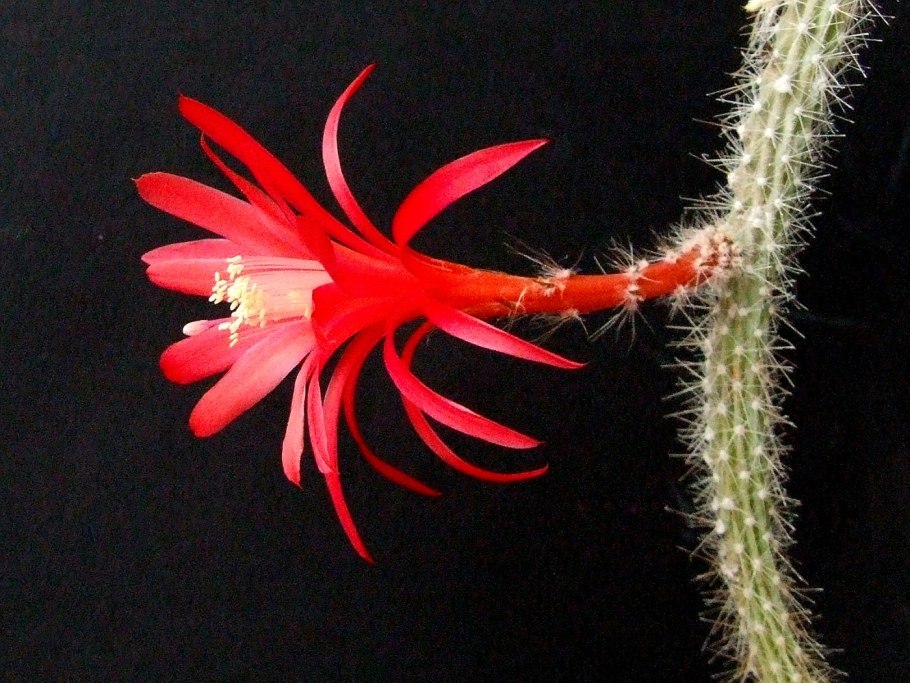 Апорокактус (Aporocactus)