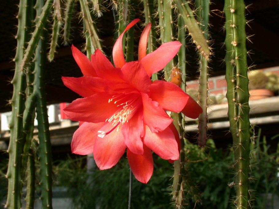 Апорокактус МАКДУГАЛЛА