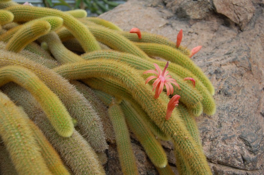 Aporocactus flagelliformis