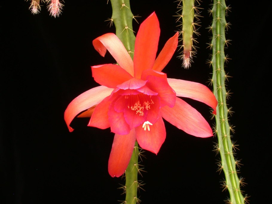 Апорокактус флагеллиформис