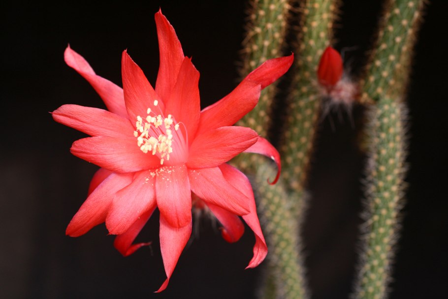 Aporocactus Martianus