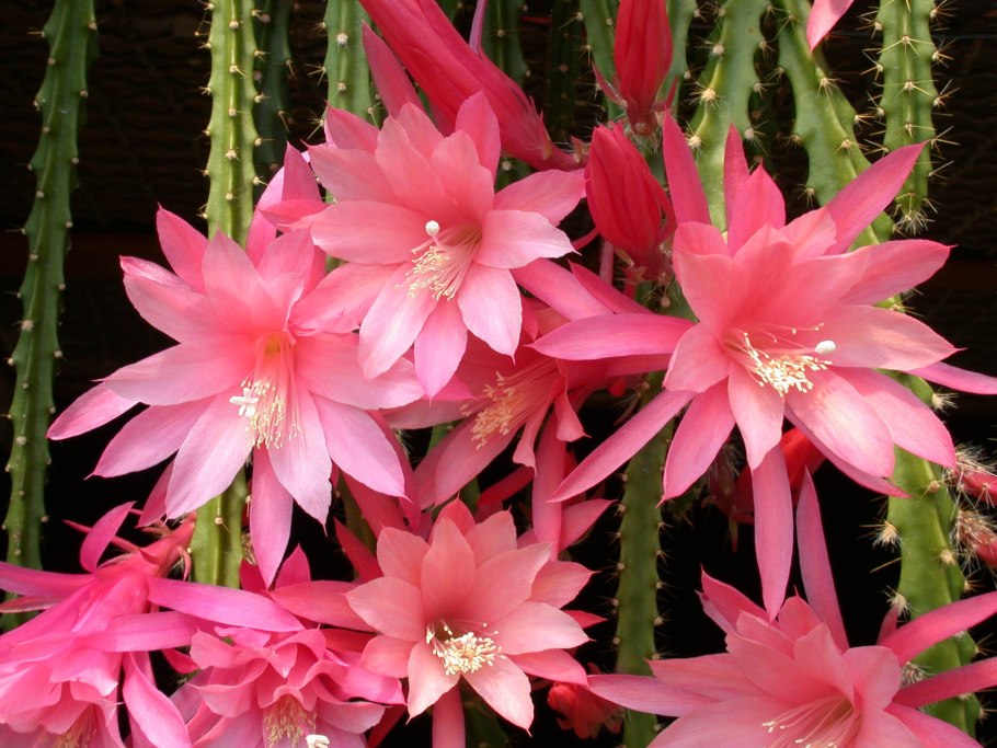 Кактус Апорокактус плетевидный