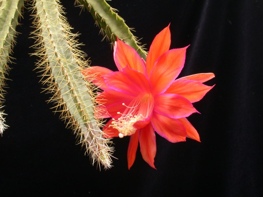 Апорокактус Мартиуса