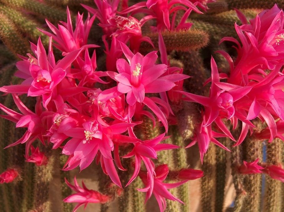 Апорокактус Маллисона