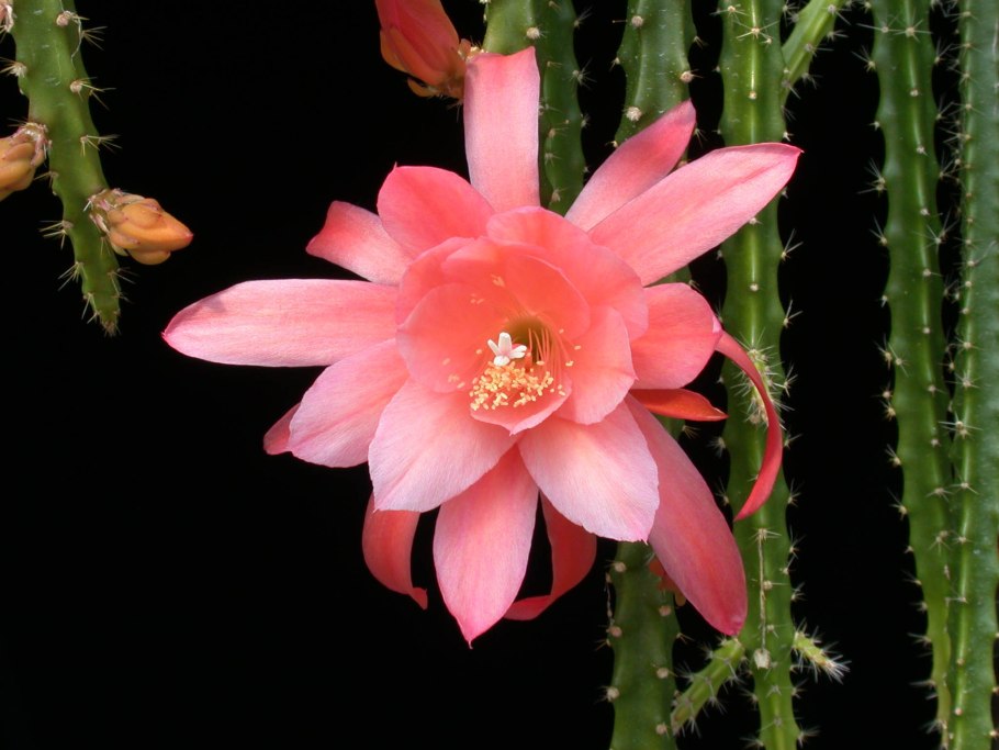 Aporocactus conzattii