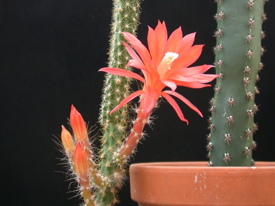 Апорокактус Мартиуса