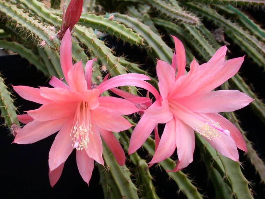 Апорокактус Маллисона