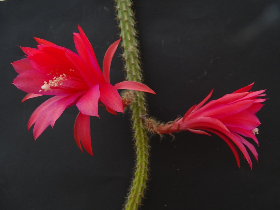 Апорокактус Концатти (Aporocactus conzattii) Мартиуса