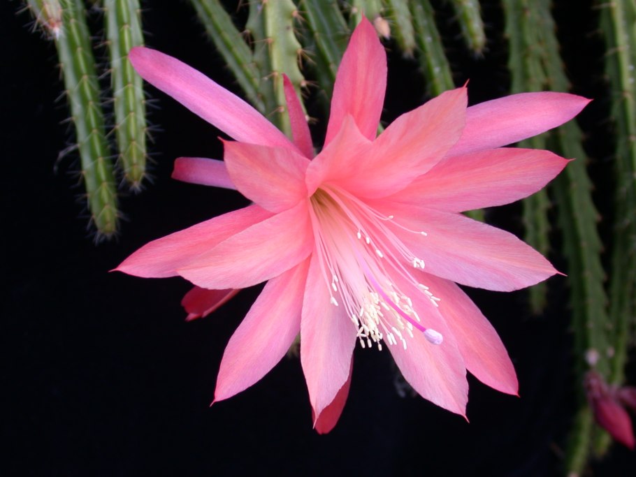 Aporocactus conzattii