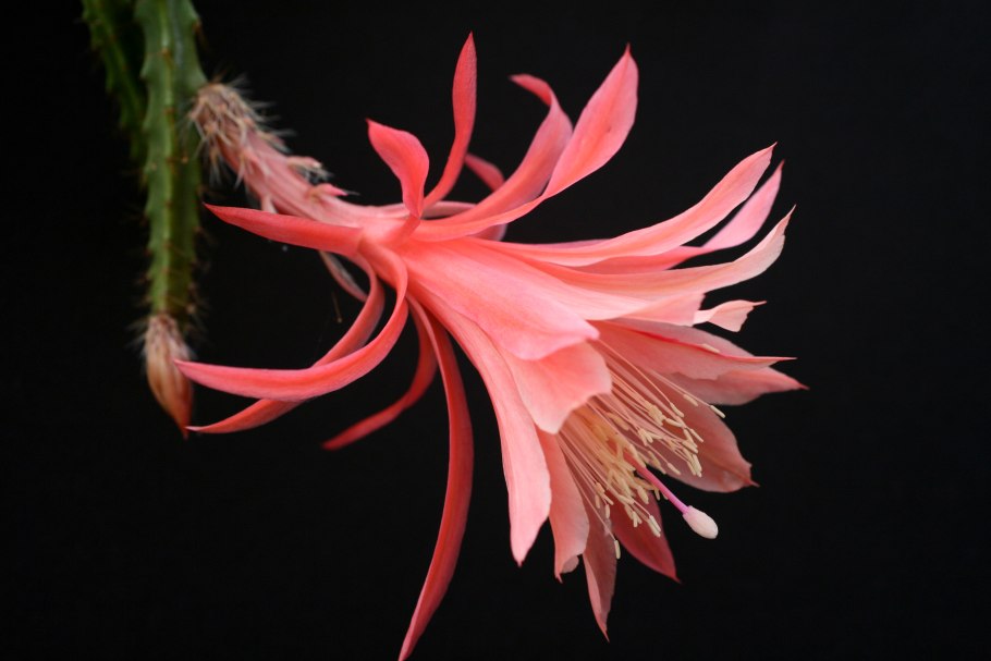 Эпифиллум Леписмиум