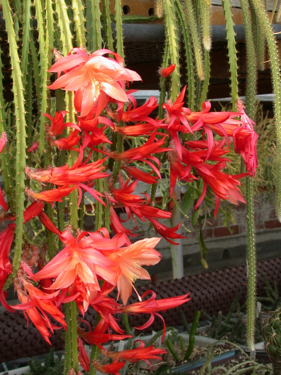 Апорокактус плетевидный