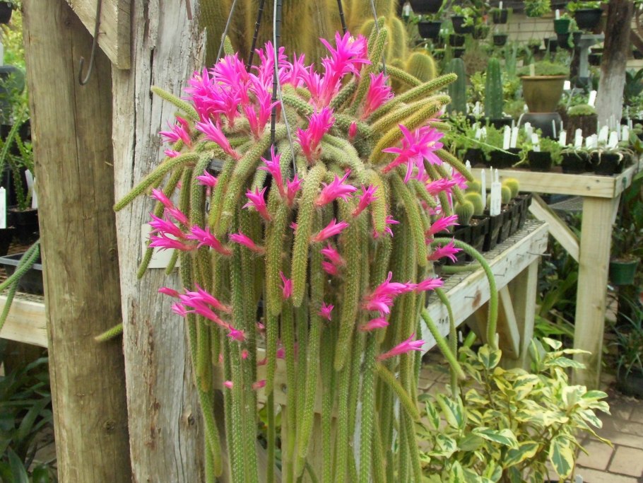 Апорокактус флагеллиформис