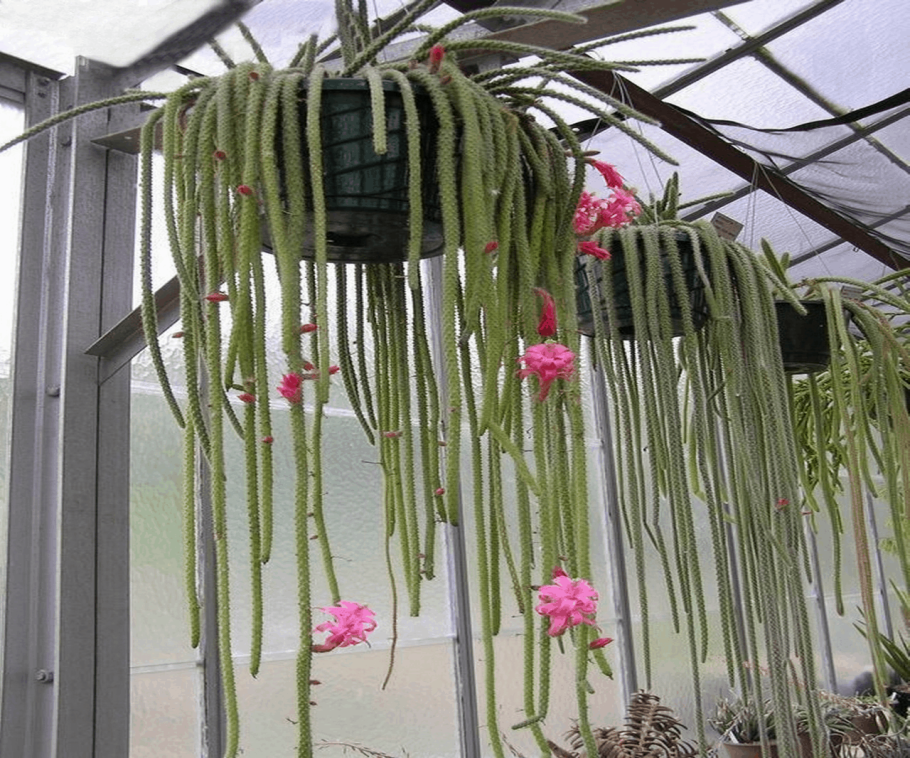 Aporocactus conzattii