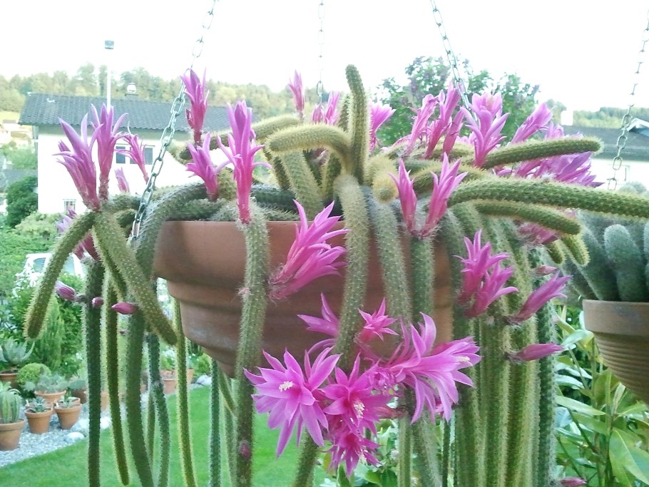 Кактус Апорокактус плетевидный