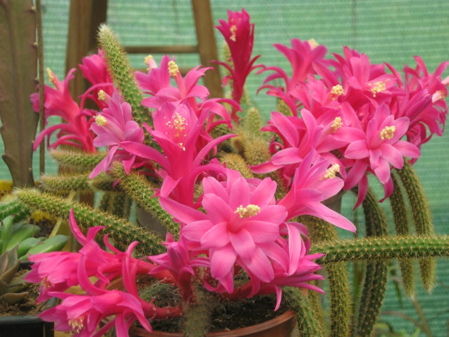 Эпифиллум Леписмиум