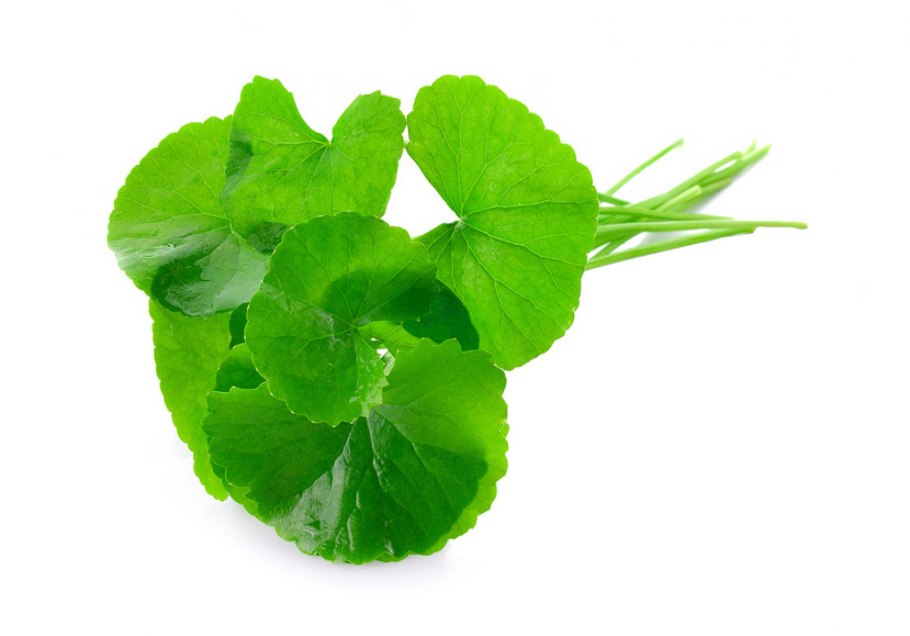 Центелла азиатская цветение