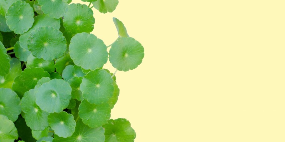 Мицубиси центелла