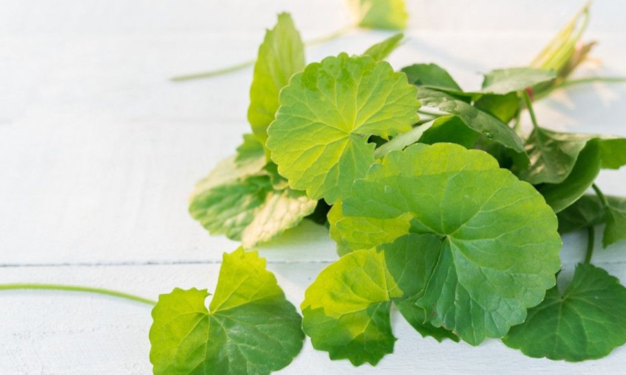 Щитолистник азиатский