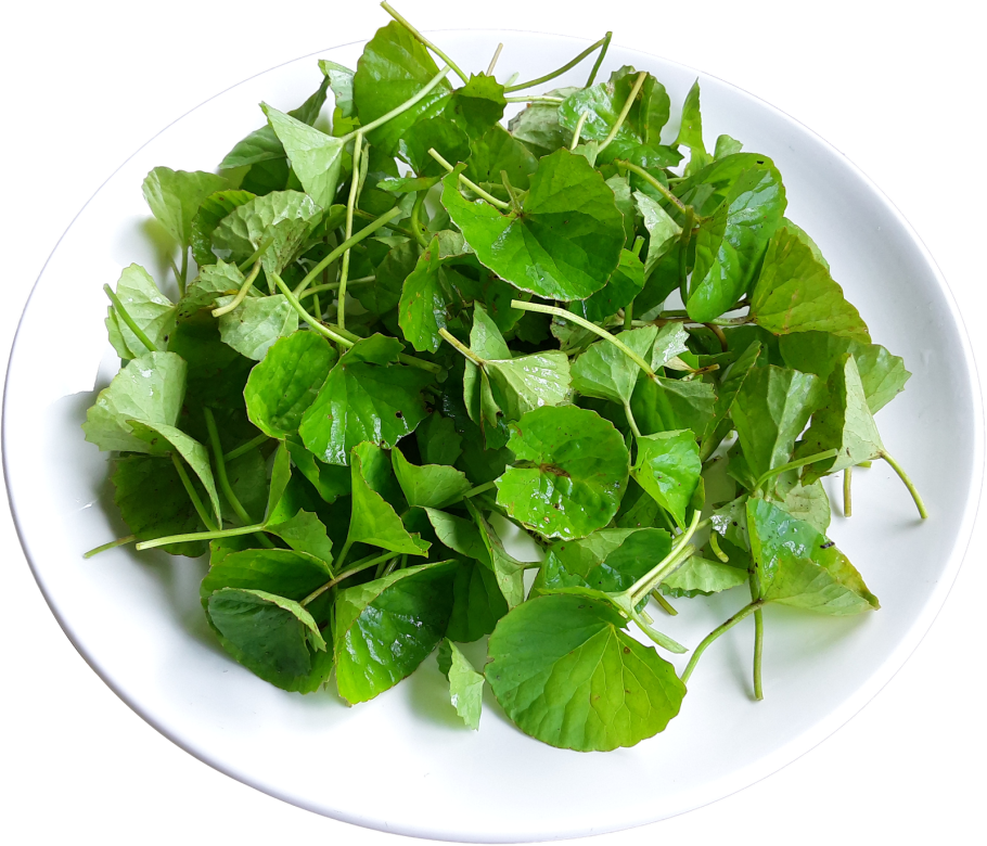 Красивая центеллы азиатской