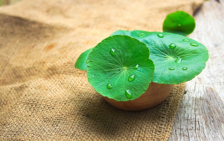 Центелла от комаров