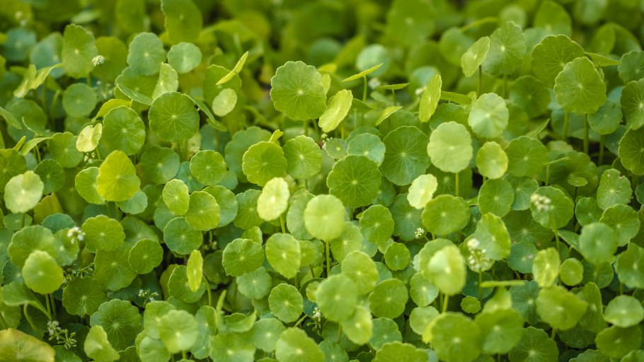 Центелла азиатская растение