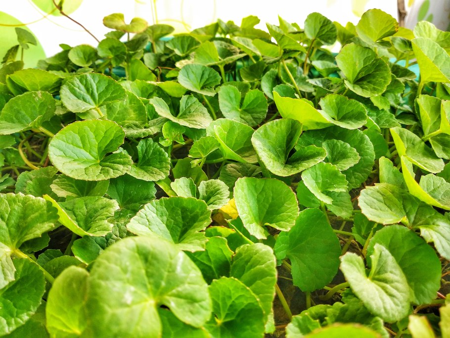 Индийский Щитолистник