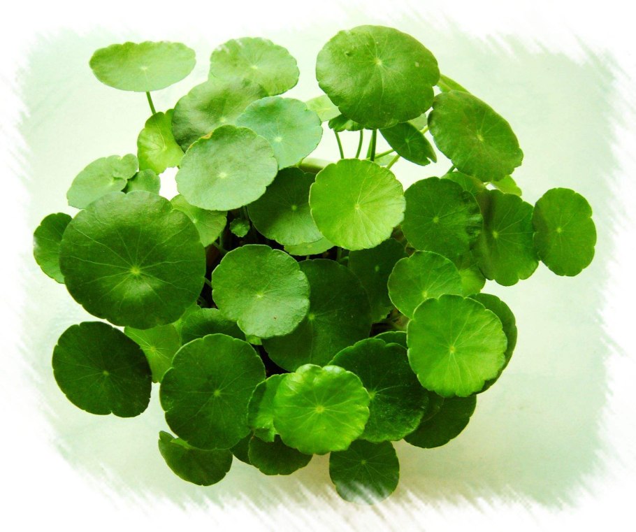 Hydrocotyle (центелла азиатская)