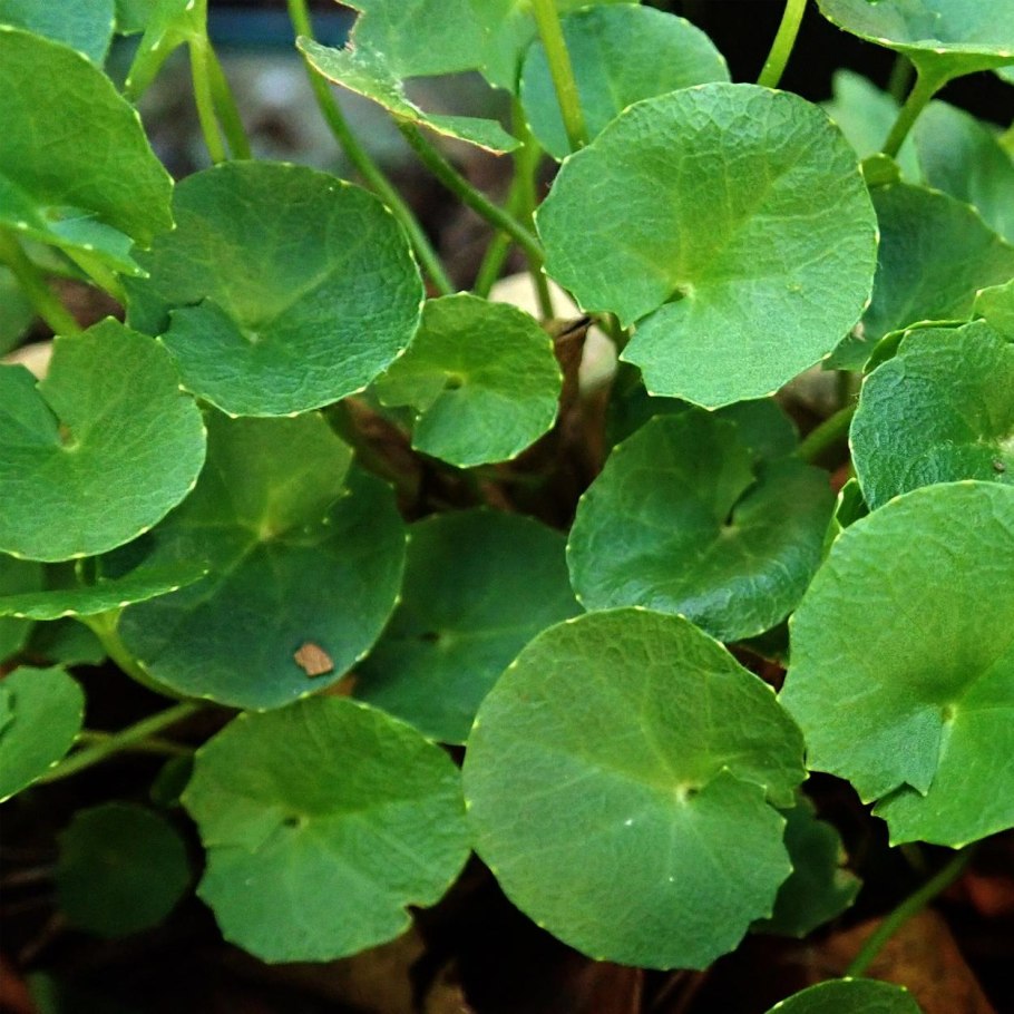 Центелла азиатская Centella Asiatica